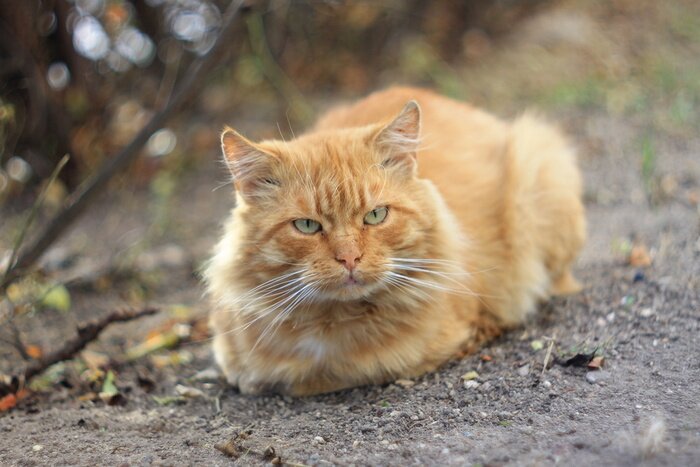 Bild Im Garten liegende rote