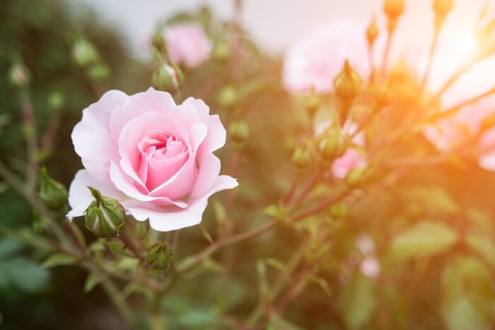 Bild im Garten wachsende Rosen