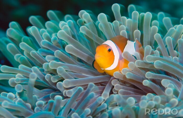 Bild Im Korallenriff versteckter Fisch
