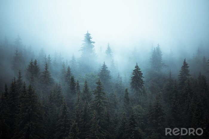 Bild Im Nebel gehüllte Tannenbäume