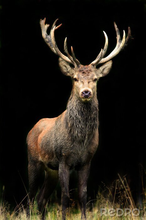 Bild Im Schatten stehendes Tier