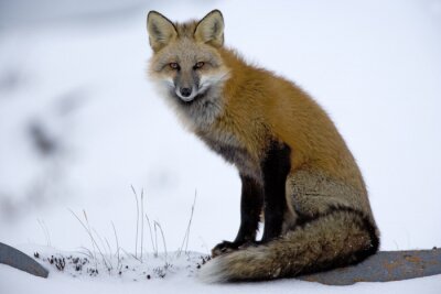 Bild Im Schnee sitzender Fuchs