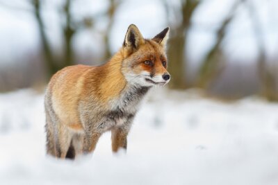 Bild Im Schnee stehender Fuchs