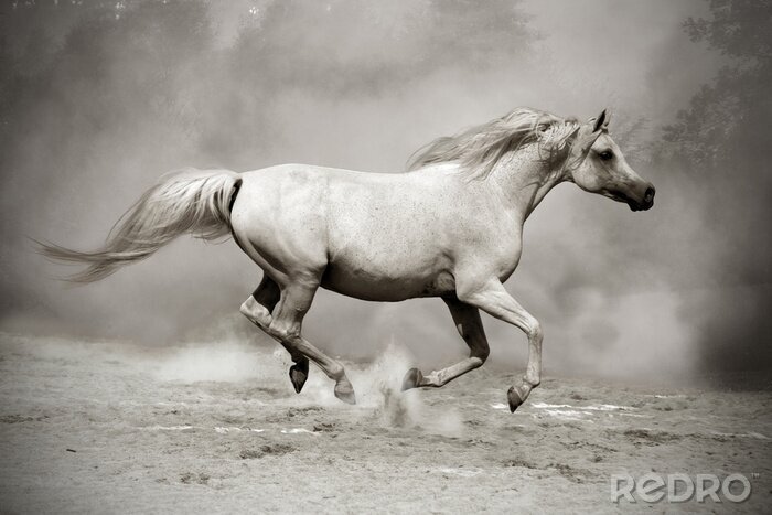 Bild Im staub rennendes pferd