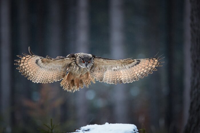 Bild im Wald fliegende Eule