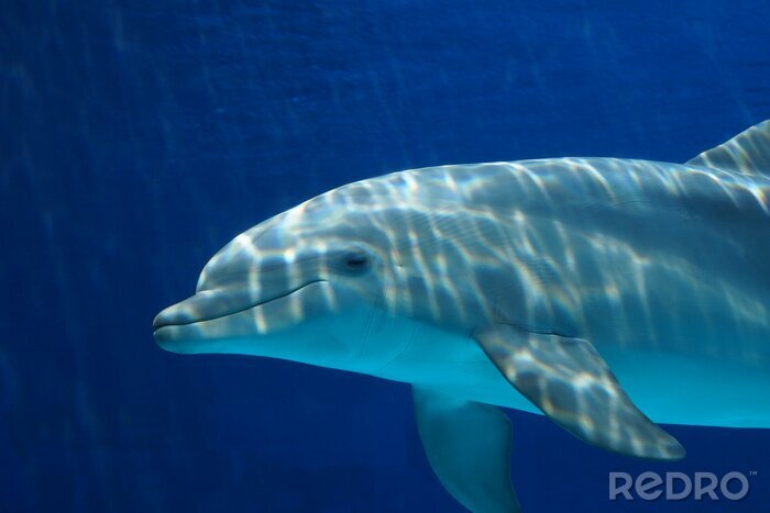 Bild Im Wasser schwimmender Delfin