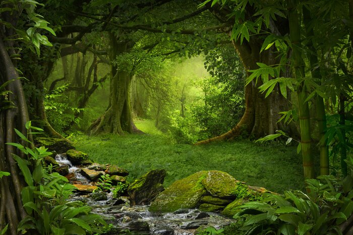 Bild Immergrüner Dschungel