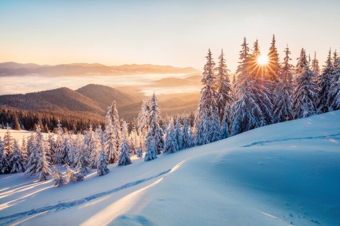 Bild Impressive winter morning in Carpathian mountains with snow covered fir trees. Colorful outdoor scene, Happy New Year celebration concept. Artistic style post processed photo.