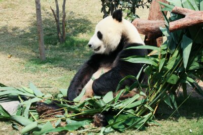 In den blättern sitzender panda