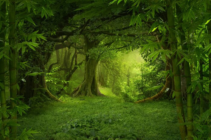 Bild In den Dschungel hinein