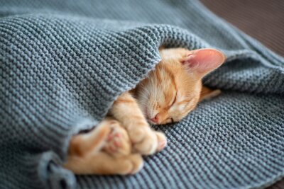 Bild In die Decke gehülltes rotes Kätzchen