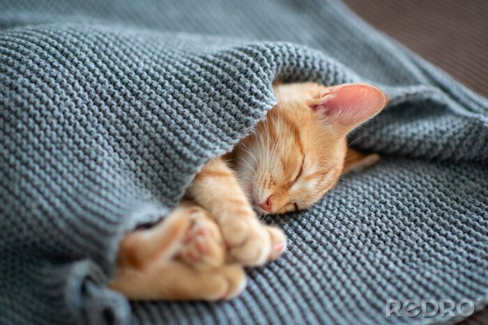 Bild In die Decke gehülltes rotes Kätzchen