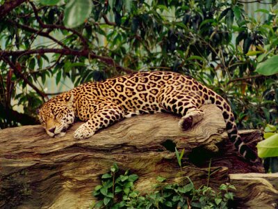 Bild In einem Baum schlafender Jaguar