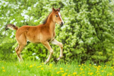 Inmitten der gänsedistel laufendes fohlen