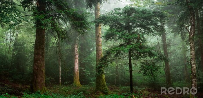 Bild Intensiv grüner Wald