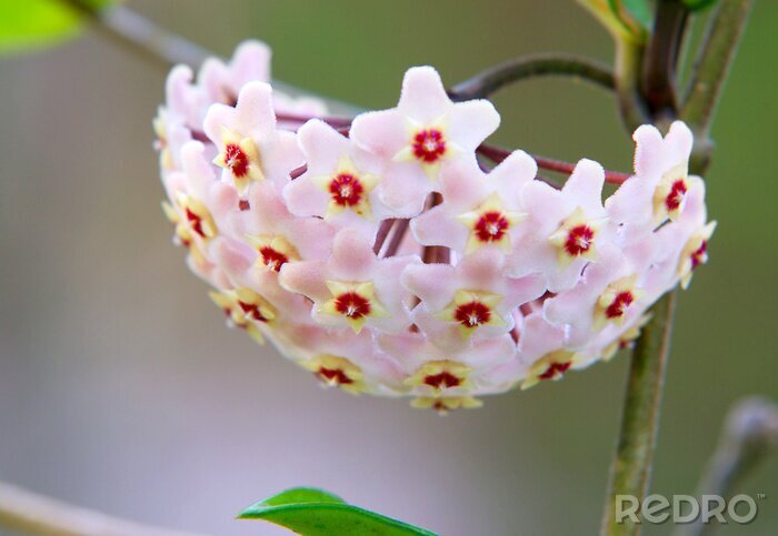 Bild Interessante Blume