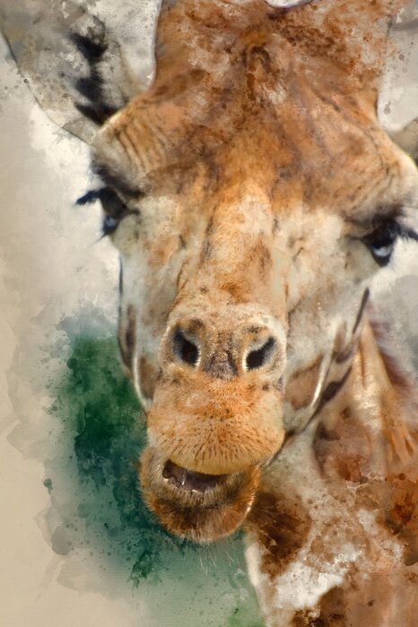 Bild Interessante Giraffe