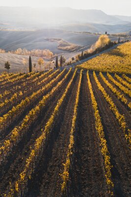 Bild Italienische Weinberge im Herbst