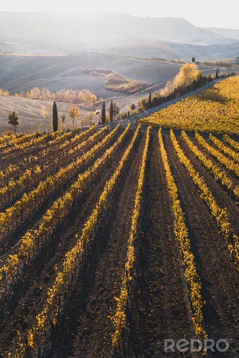 Bild Italienische Weinberge im Herbst