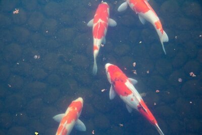 Bild Japanische Fische