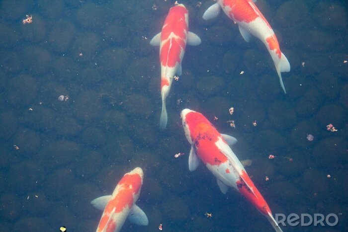 Bild Japanische Fische