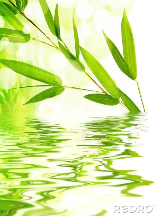 Bild Junge Bambusblätter am Wasser
