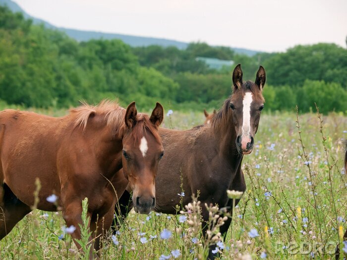 Bild Junge Tiere auf der Wiese
