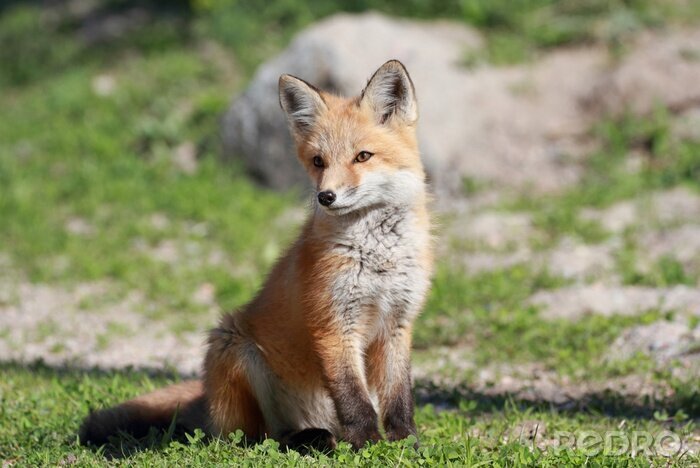 Bild Junger sitzender Fuchs