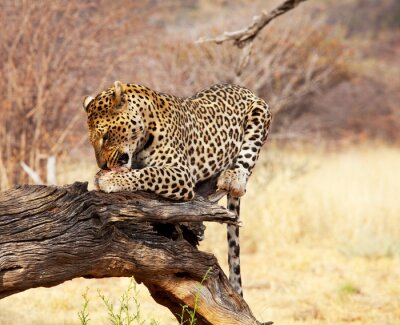 Bild Junges Wildtier Safari
