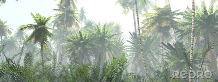 Bild Jungle in the fog at sunrise, palm trees in the haze
