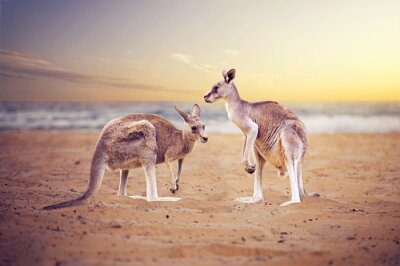 Kängurus an einem Strand in Australien