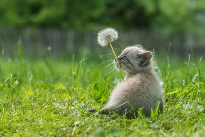 Bild Kätzchen hält Pusteblume