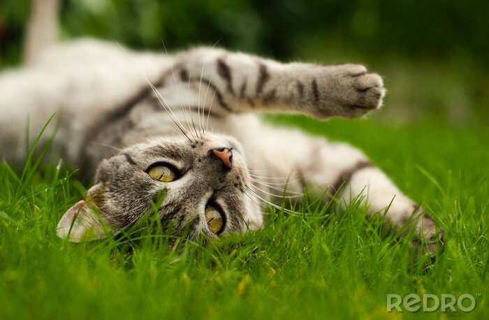 Bild Kätzchen im Gras