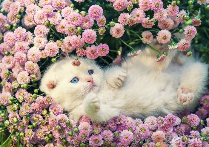 Bild Kätzchen in Blumen