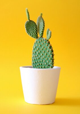 Bild Kaktus im Topf auf gelbem Hintergrund