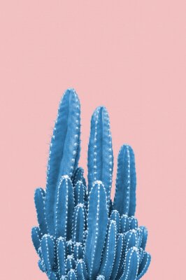 Bild Kaktus im Topf auf pastellfarbenem Hintergrund