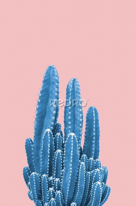 Bild Kaktus im Topf auf pastellfarbenem Hintergrund