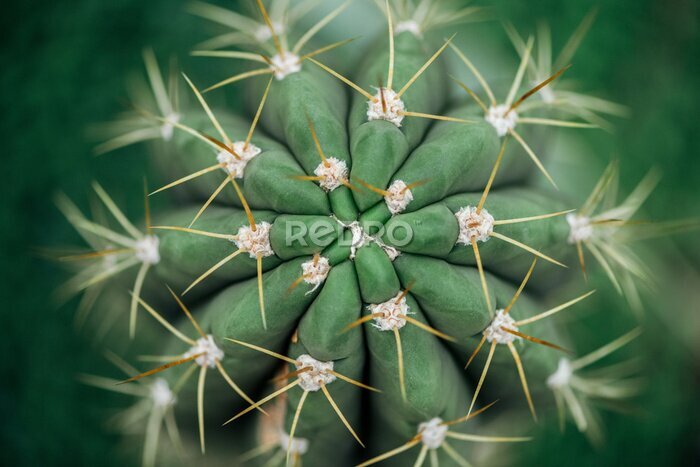 Bild Kaktus im Topf Nahaufnahme