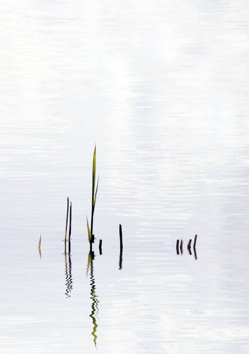 Bild Kalmus am See Abstraktion