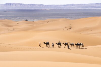 Kamele auf Wüstendünen