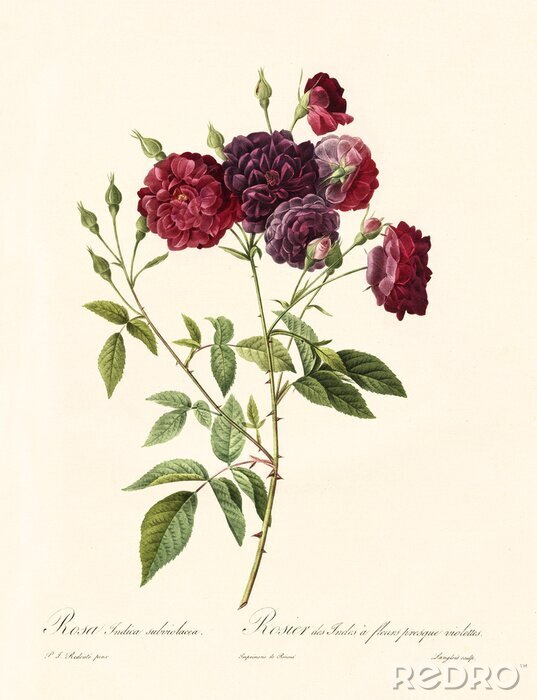 Bild Karminrosen Skizze eines Buschzweigs