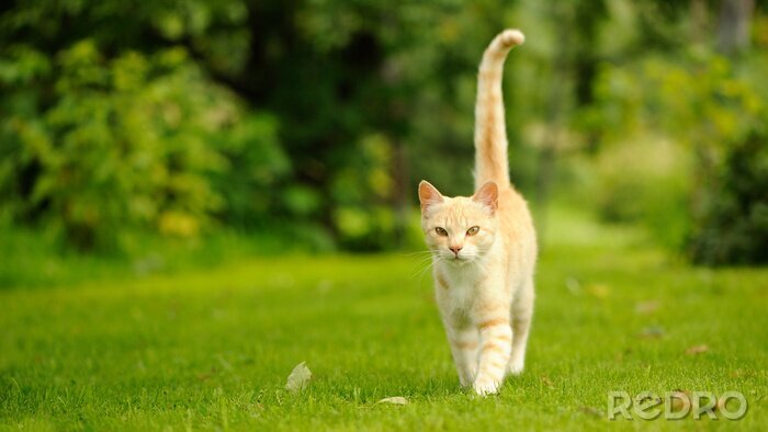 Bild Katze auf dem grünen Rasen