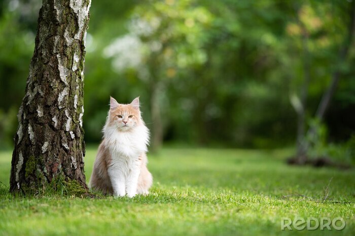 Bild Katze auf dem Rasen