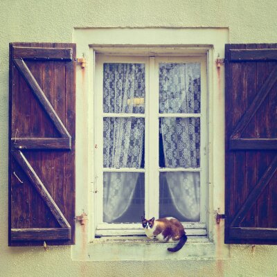 Katze auf fensterbank