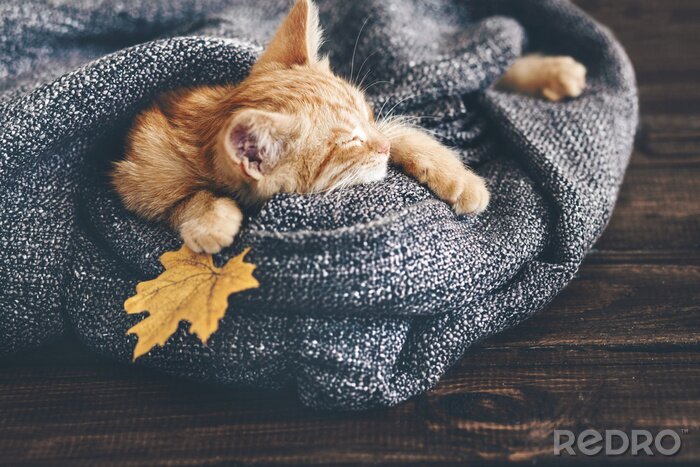Bild Katze eingewickelt in eine Decke