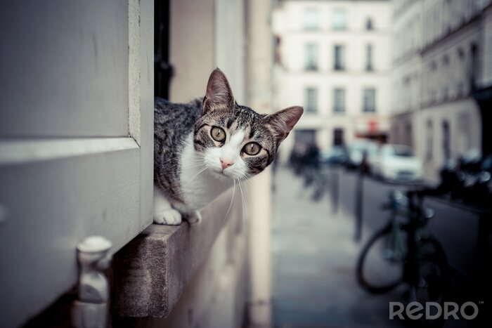 Bild Katze im Stadtfenster