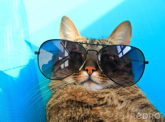 Bild Katze im Urlaub
