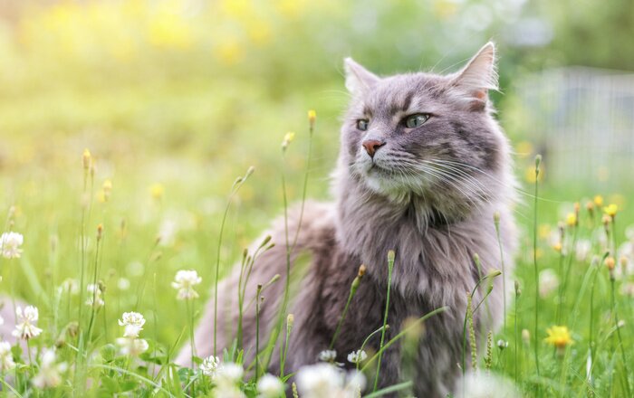 Bild Katze inmitten der Blumen