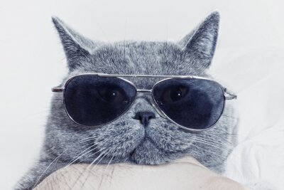 Bild Katze mit Brille schwarzer