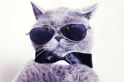 Bild Katze mit Fliege und Brille